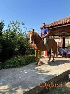 Prodajem Kvoter Pastuva